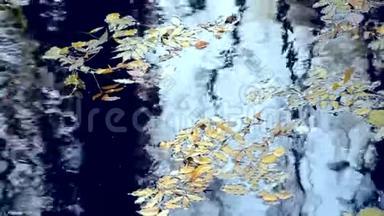 落叶在水面上。